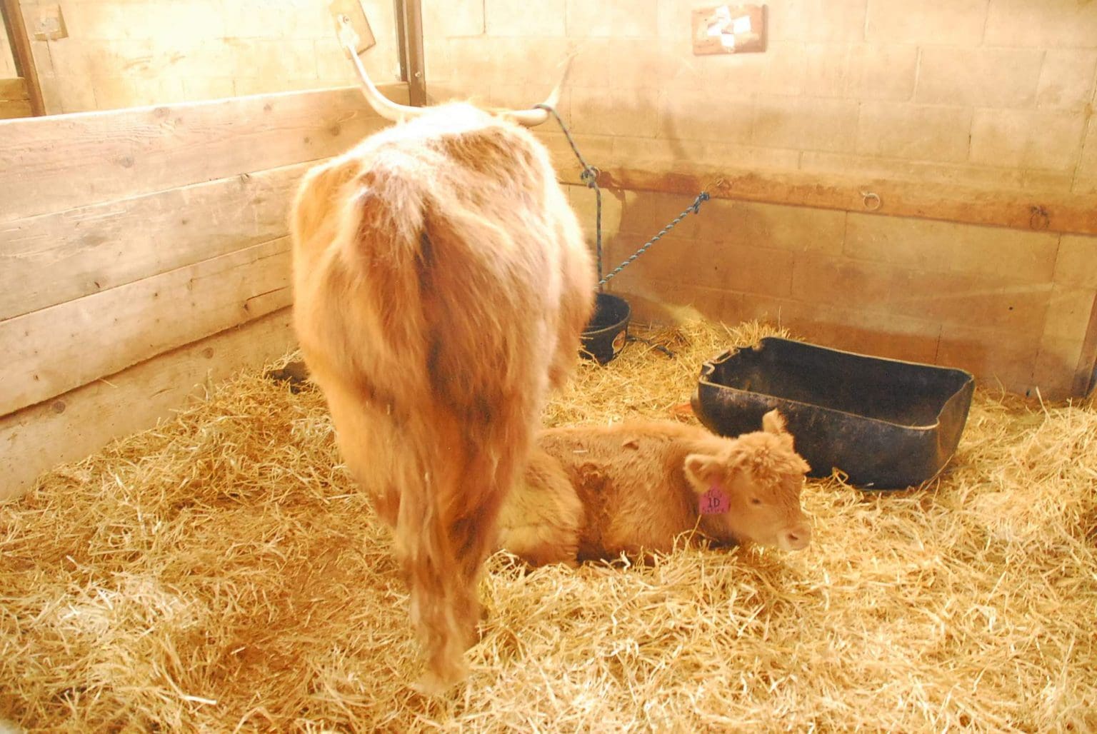 DSC_0179 Elko County Fair