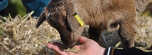 Elko County Fair