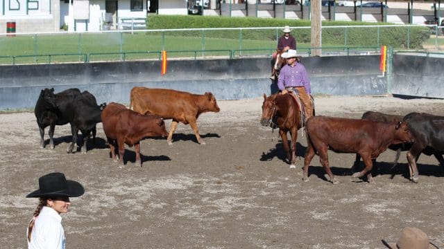 Elko County Fair