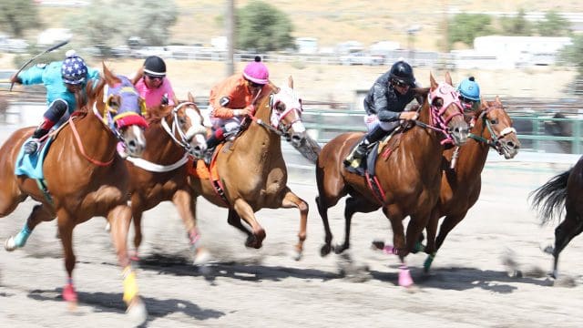 Elko County Fair